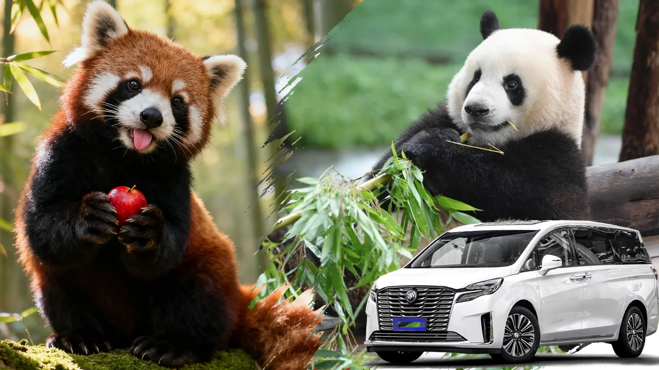 Chengdu Metro and private transfer options for reaching Chengdu Panda Base