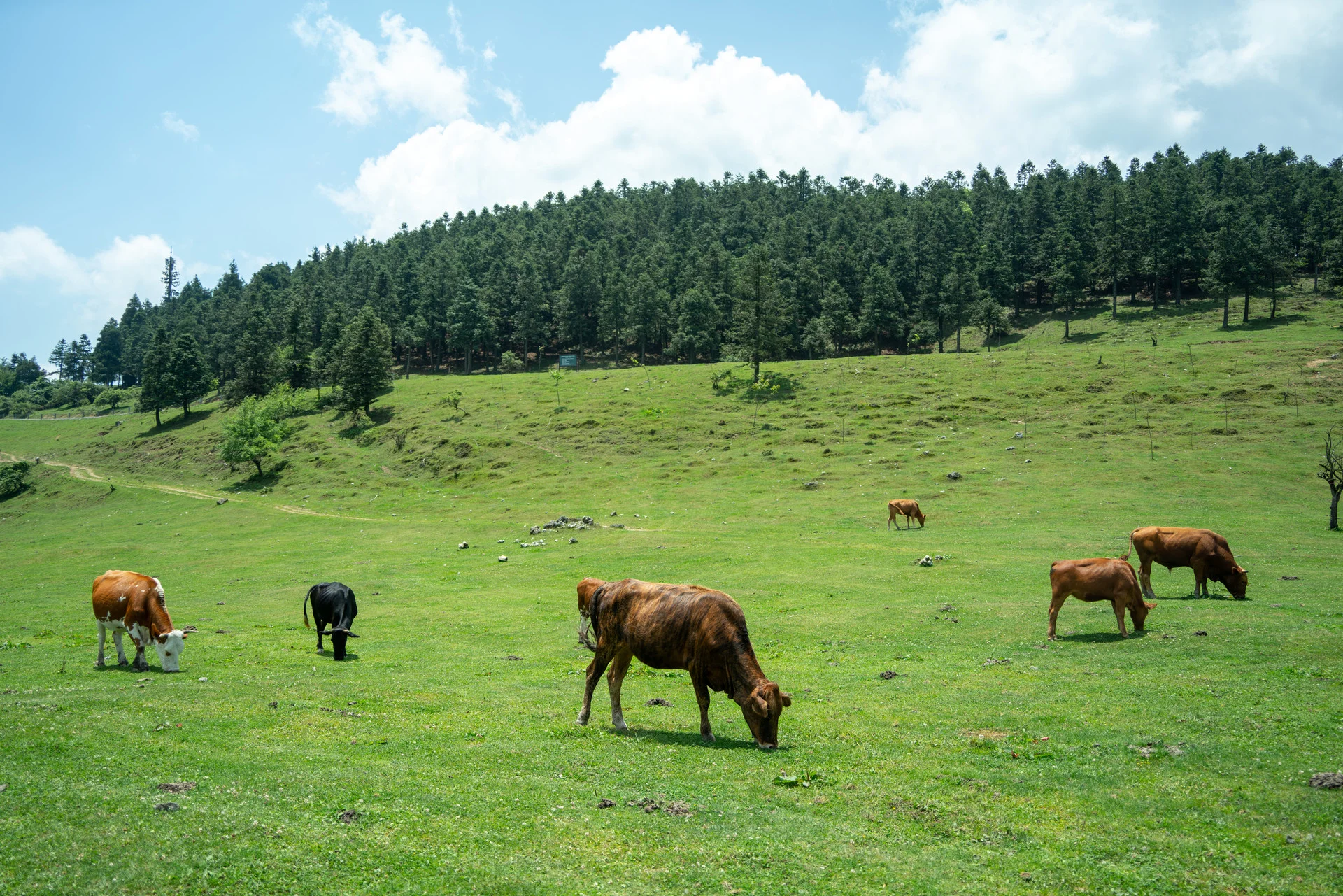 Private driver service vehicle parked near Wulong Scenic Area entrance