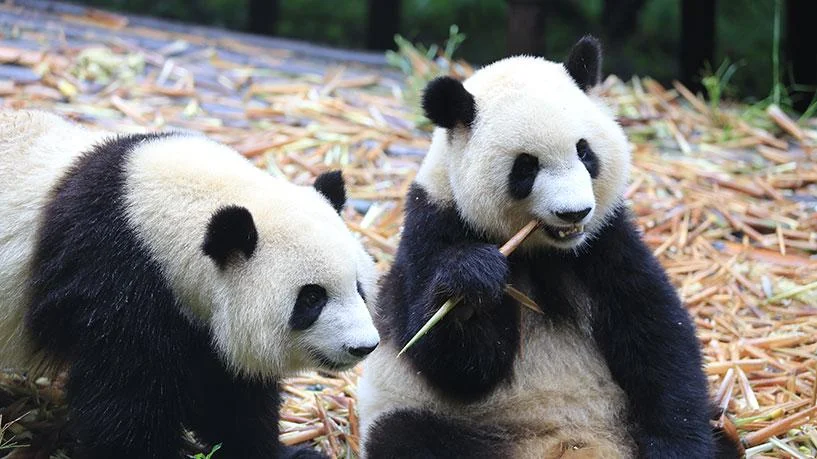Chengdu Research Base giant panda eating bamboo in a leafy enclosure