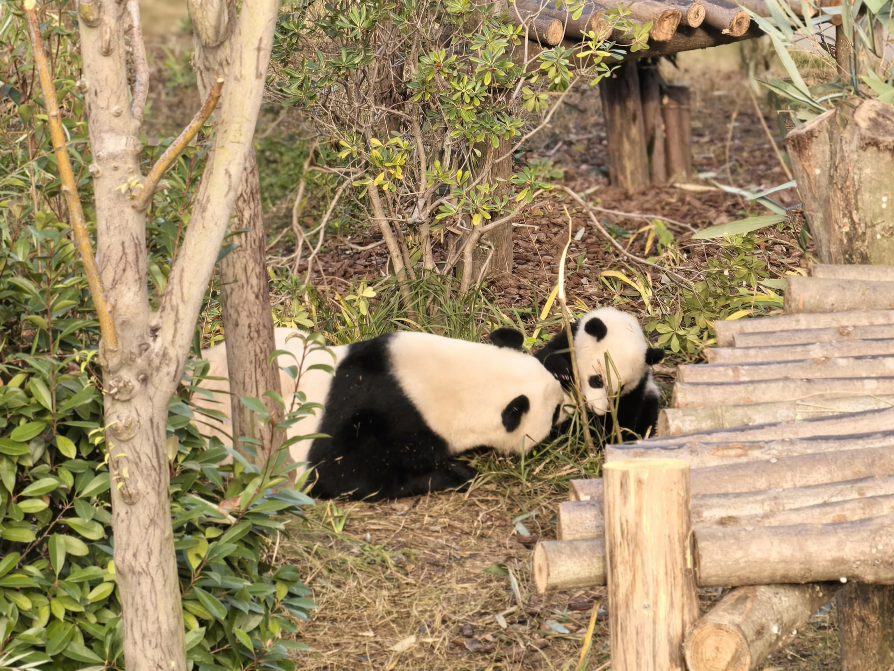 Giant panda resting at Chengdu Research Base of Giant Panda Breeding
