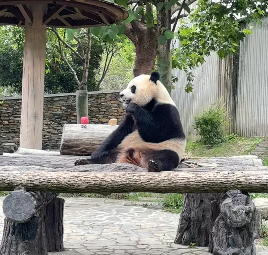 Close-up of a giant panda chewing bamboo in Chengdu, Sichuan
