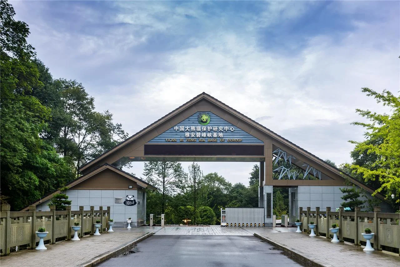 Panda keeper preparing bamboo at a Sichuan panda reserve