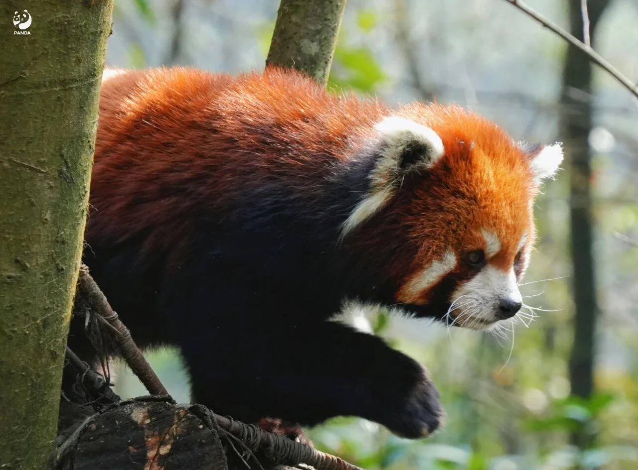 Baby giant pandas in a nursery at a Sichuan conservation center