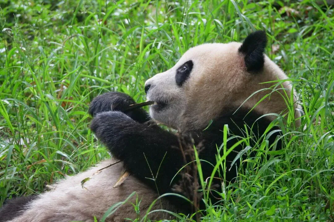 Red panda walking along a branch at a Chengdu panda base