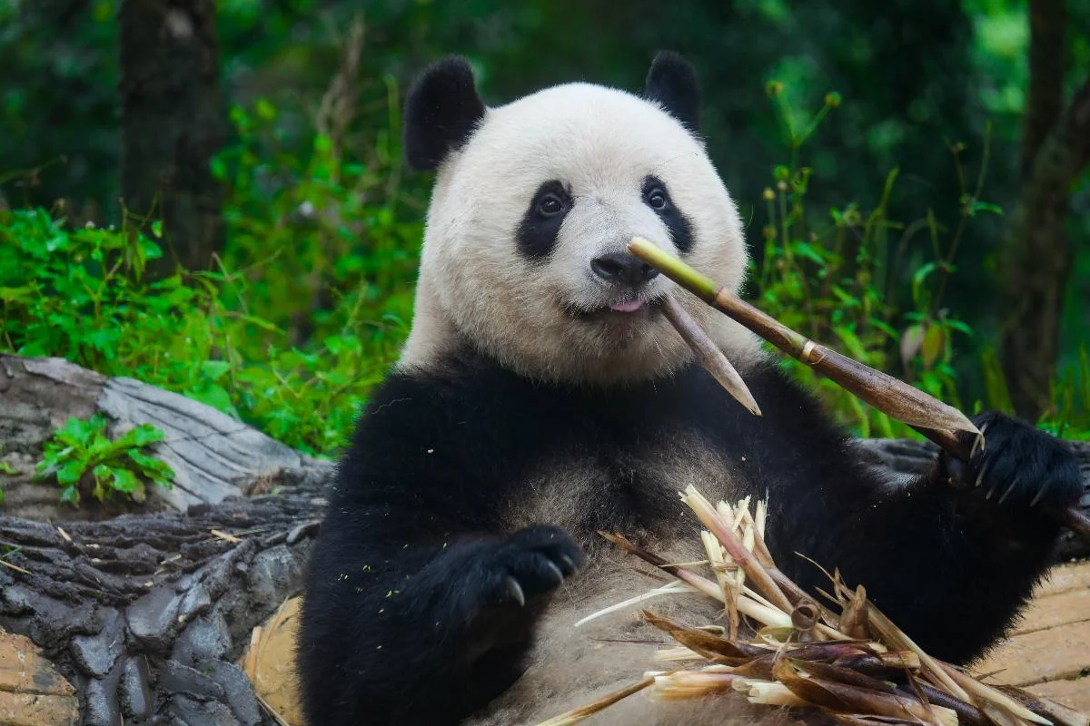 Visitors watching giant pandas at Dujiangyan Panda Base