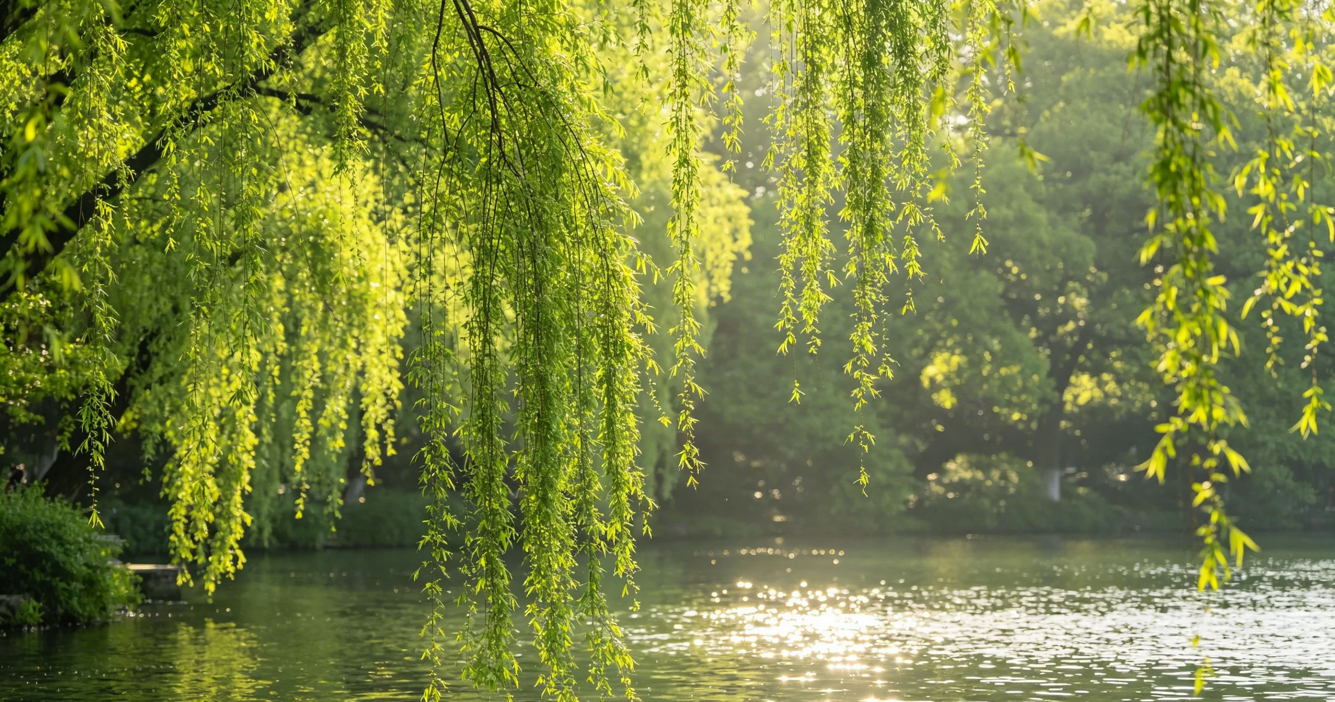 Viewing fish at Flower Harbor garden ponds beside West Lake in Hangzhou