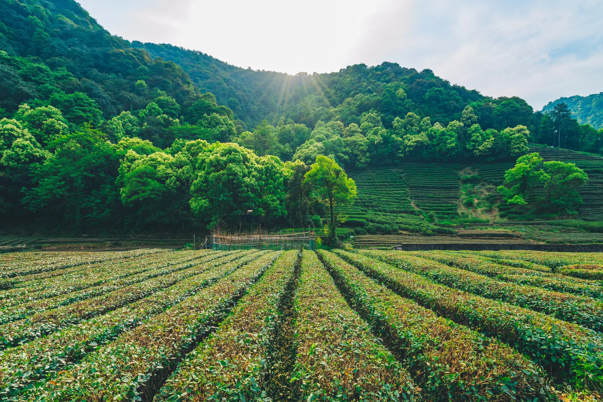 Traditional silk and tea market in China with colorful goods and shoppers